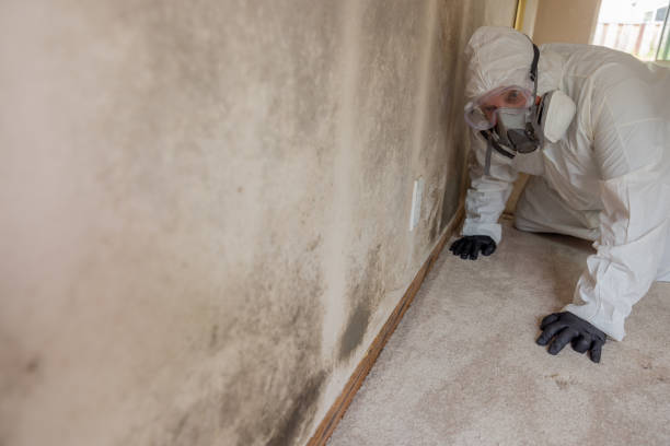 Franklin, TX Mold Removal Company